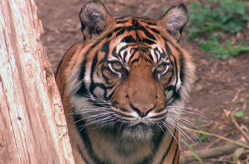 Tigerin Malea im Frankfurter Zoo. – Bild: HR
