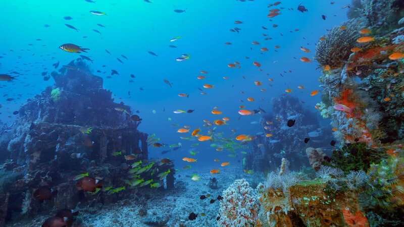 Naturschutz unter Wasser: Bedrohte Korallenarten werden auf künstlichen Riffen wieder angesiedelt. – Bild: WELT