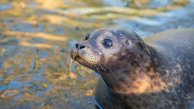 A seal close up shot in the water looking to the left. – Bild: Discovery Communications