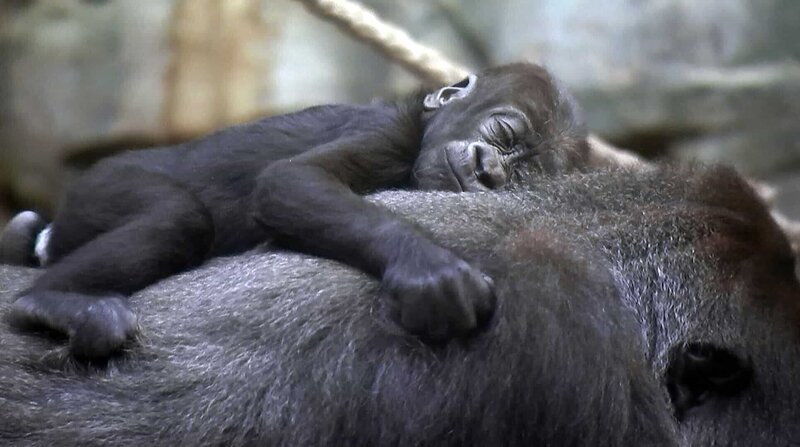Das vier Monate alte Gorillababy Wela im Frankfurter Zoo. – Bild: BR/​HR
