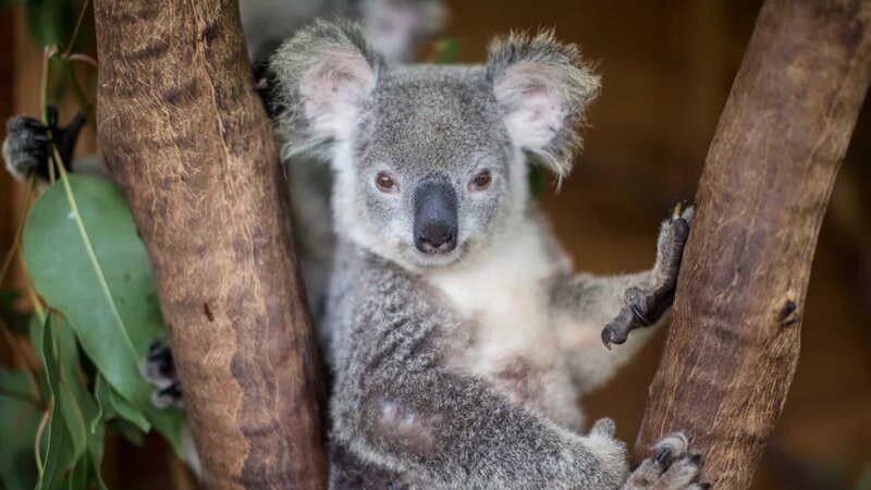 A koala looking at the camera. – Bild: Discovery Communications