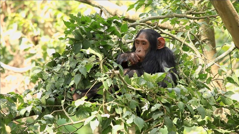 Ein Schimpanse hat es sich im Baum gemütlich gemacht und nascht von den Blättern – Bild: Terra Mater /​ Ronan Donovan