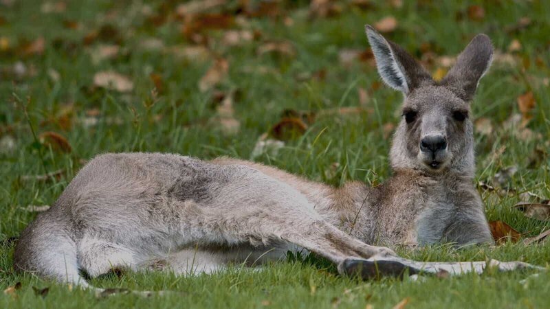 Australien ist die Heimat für einige der exotischsten Kreaturen der Erde. Im australischen Tierreich geben Kontrahenten alles im Kampf und für den Sieg. – Bild: N24 Doku