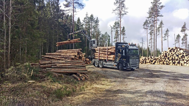 Wie wird aus dem Baum ein Eigenheim? Die Reportage verfolgt den Weg des Rohstoffs vom Wald bis in die Fertigung. – Bild: BILD Wie wird aus dem Baum ein Eigenheim? Die Reportage verfolgt den Weg des Rohstoffs vom Wald bis in die Fertigung. – Bild: BILD