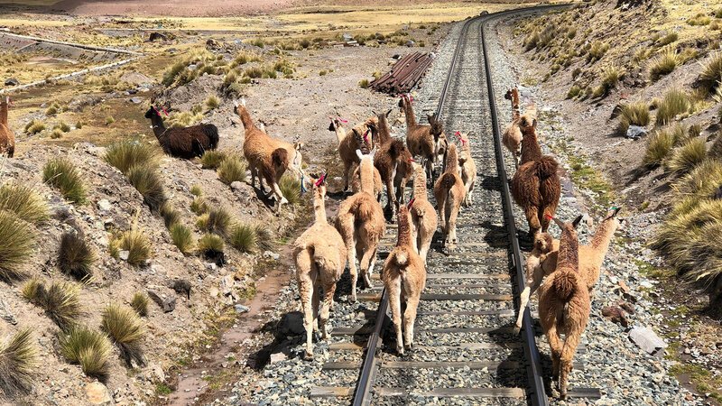 Lamas sind beliebte Lastentiere in den Anden. Ihre länglichen Blutzellen speichern mehr Sauerstoff, was sie für große Höhen prädestiniert. – Bild: BILD