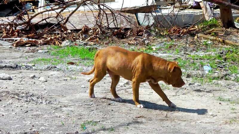 An abandoned dog – Bild: 2021 CuriosityStream Inc