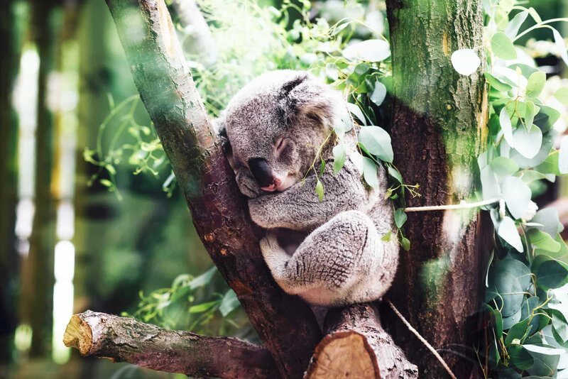 Ein Koala in Sicherheit_Jordan Whitt – Bild: Jordan Whitt
