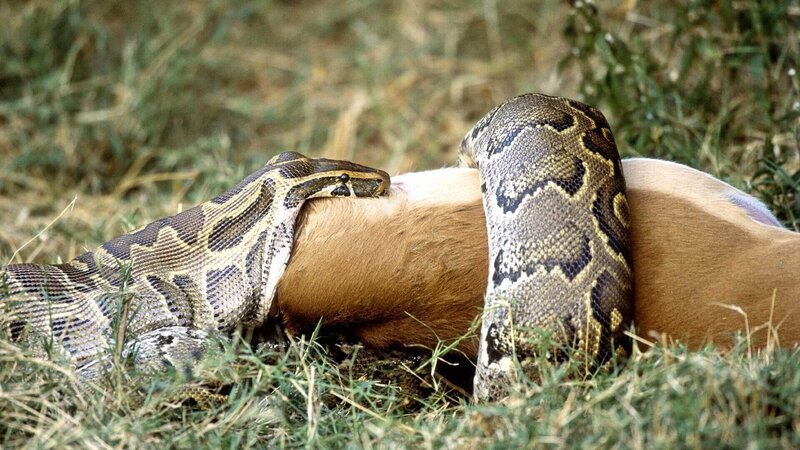 Ein afrikanischer Python verschlingt ein Impala im Samburu Nature Reserve, Kenia – Bild: RTL / Oxford Scientific RM/Getty Images Ein afrikanischer Python verschlingt ein Impala im Samburu Nature Reserve, Kenia – Bild: RTL / Oxford Scientific RM/Getty Images