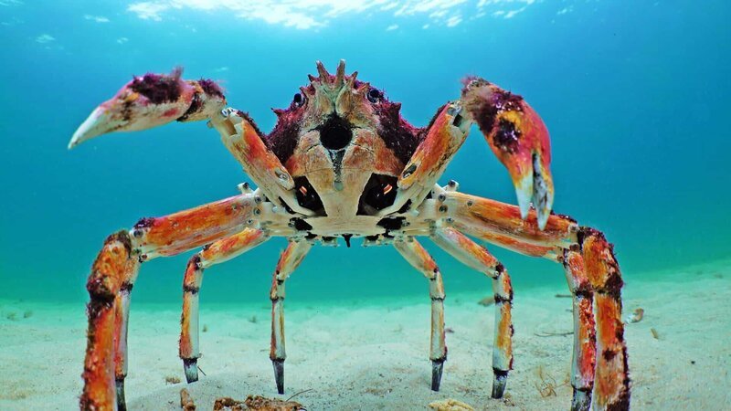 Der Seespinnen-Animatronik ist mit einem halben Meter Breite die größte Spionage-Krabbe. – Bild: ZDF und John Downer./​John Downer