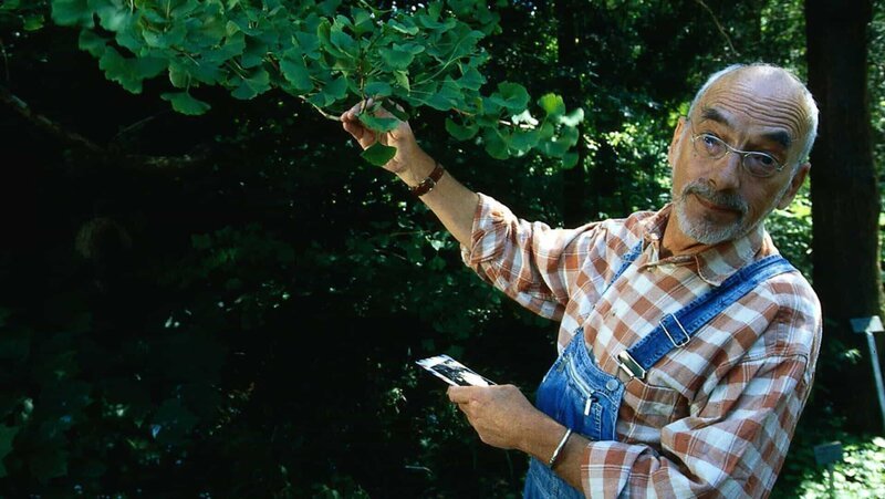 Peter (Peter Lustig) entdeckt einen Ginkgo. Vielleicht ist das ja der gesuchte Baum von Onkel John? – Bild: ZDF und Christiane Pausch./​Christiane Pausch