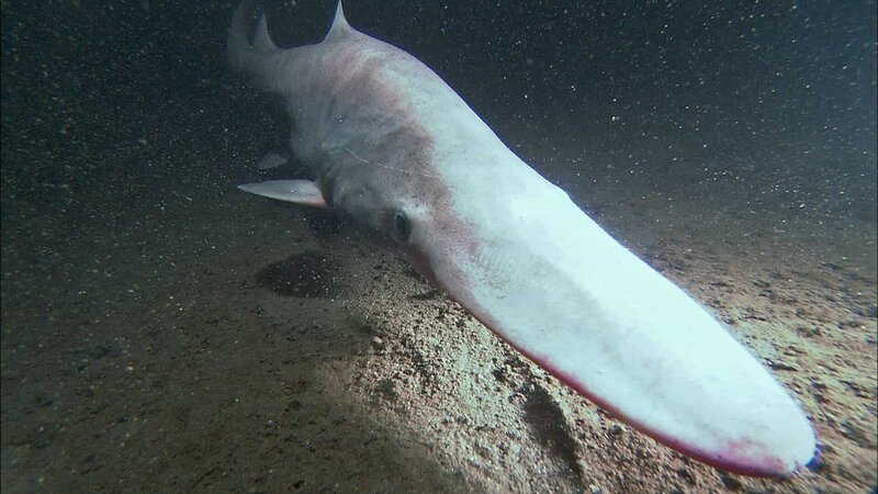 Mit seiner sensiblen Schnauze scannt der Koboldhai den Bodengrund nach versteckter Beute ab. – Bild: ZDF und Hiramichi Iwasaki; NHK/​Hiramichi Iwasaki; NHK