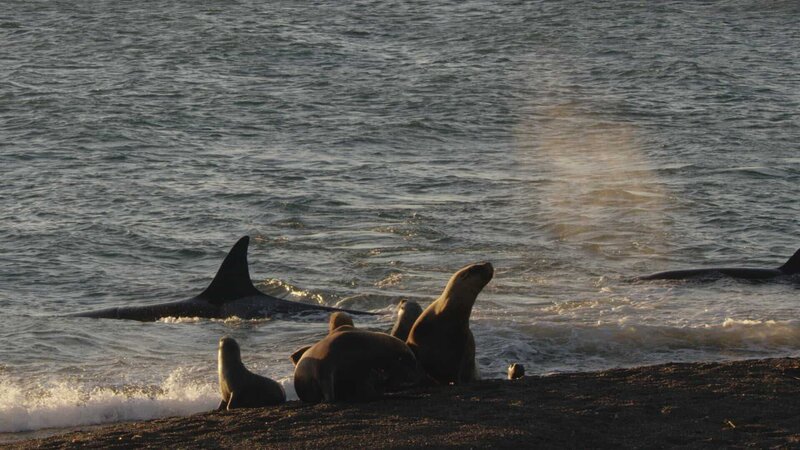 Seelöwen gegen Orcas – Bild: Spiegel tv