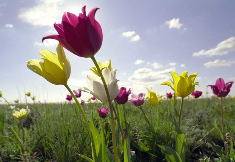 Anfang Mai verwandeln sich wilde Tulpen in ein Blütenmeer. – Bild: BR/NDR/Tobias Mennle / Tobias Mennle Anfang Mai verwandeln sich wilde Tulpen in ein Blütenmeer. – Bild: BR/NDR/Tobias Mennle / Tobias Mennle