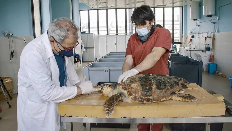 Pasquale Salvemini and his assistant cleaning a turtle – Bild: NZZ