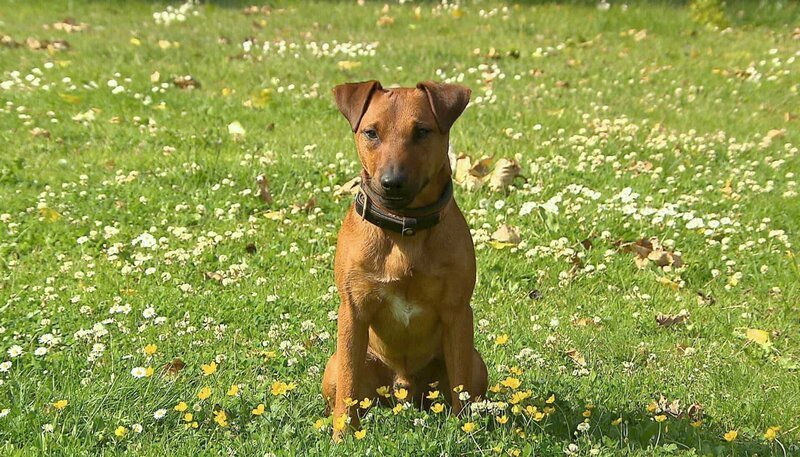 Heideterrier Rufus soll zum Sprengstoffspürhund ausgebildet werden. – Bild: 5ǀ14 FILM/​BR/​NDR