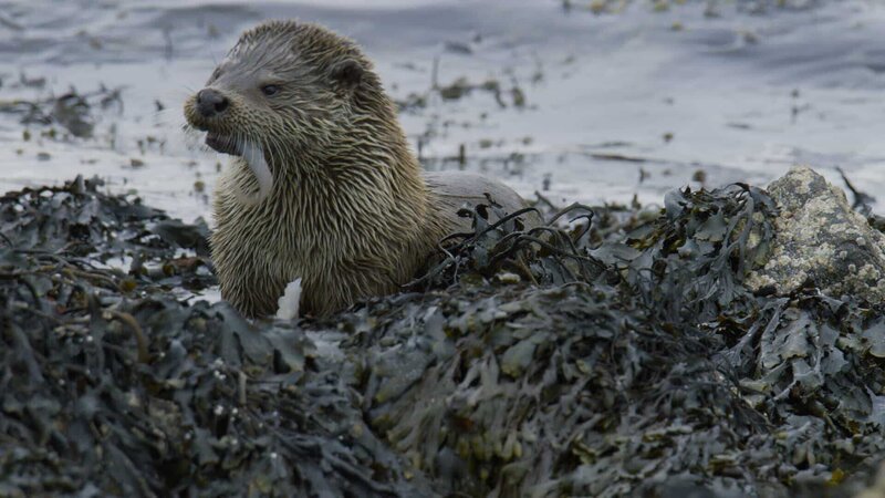 An den Küsten der Shetland-Inseln gehen Fischotter auf die Jagd. – Bild: ZDF und © NHNZ Ltd./​© NHNZ Ltd