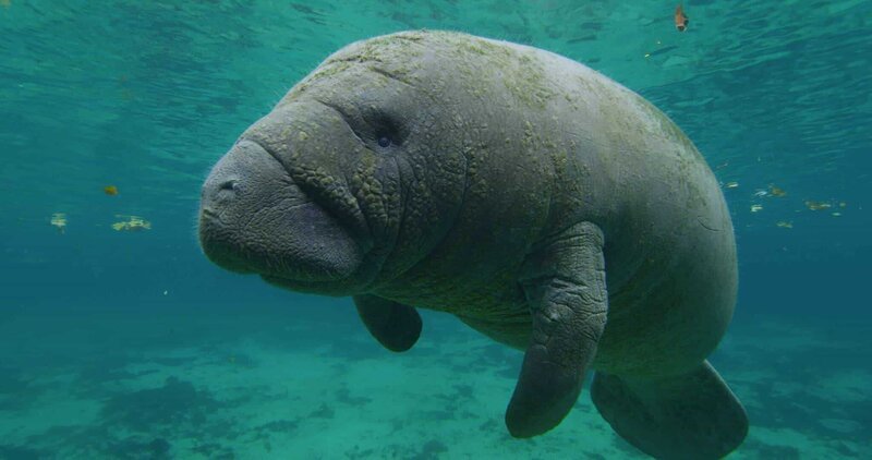 Manatis sind die größten Säugetiere, die in den Everglades leben. – Bild: ORF/​NDR/​Garl’s Coastal Kayaking