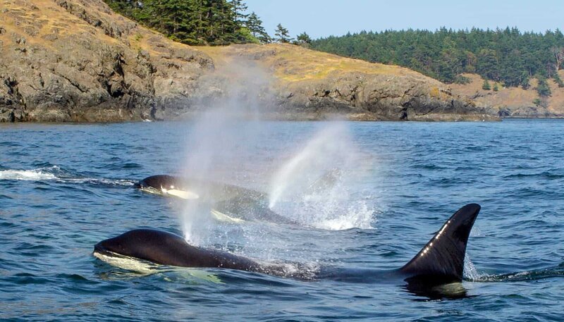 Orcas patrouillieren die Küsten vor dem Olympic Nationalpark. – Bild: NDR/​NDR Naturfilm/​Doclights GmbH