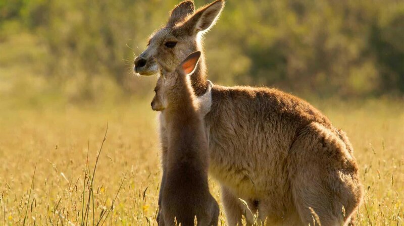 Kangaroo – Bild: phoenix/​ZDF/​BBC