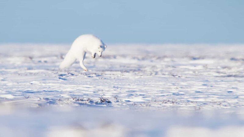 Hat ein Polarfuchs Geräusche von unter ihm huschenden und quietschenden Lemmingen vernommen, stürzt er sich durch die Schneedecke auf sie. – Bild: ZDF und BBC./​BBC