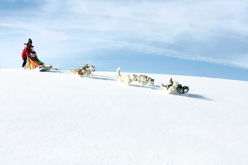 Ein Huskyschlitten im Tiefschnee – das bedeutet für die Hunde Schwerarbeit. Ihr Körperbau ist an die Schneeverhältnisse perfekt angepasst: die breiten Pfoten verhindern ein zu tiefes Einsinken. – Bild: ORF/​EPO Film/​Gunther Poeschl
