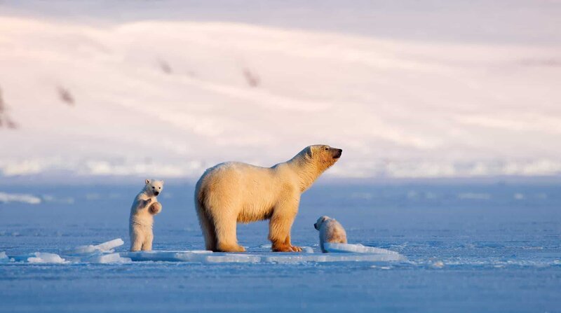 Vier Jahre folgt Tierfilmer Asgeir Helgestad der Eisbärin „Frost“ und ihren Jungen. Ihre Geschichte ist eng verbunden mit dem Klimawandel in der Arktis. Weitere Fotos auf Anfrage. – Bild: BR/​Doclights GmbH/​NDR/​NDR Naturfilm/​Asgeir Helgestad