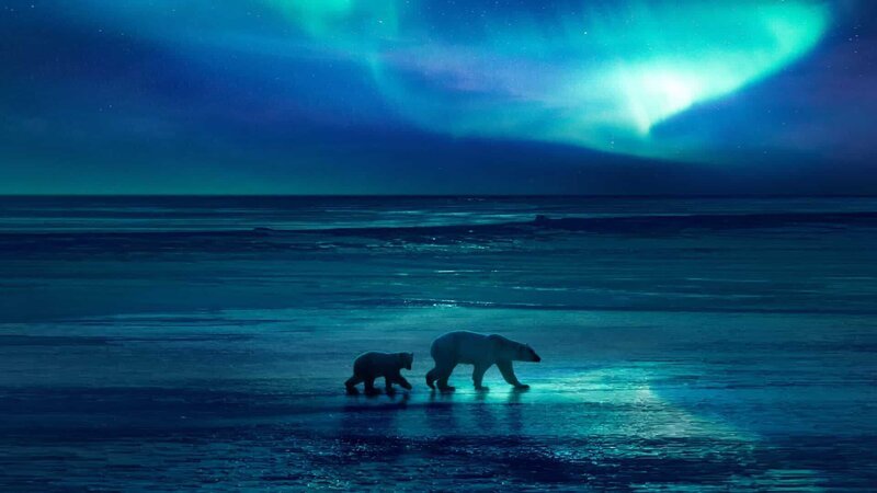 Durch die Erderwärmung müssen die Polarbären immer größere Strecken zurücklegen, um an Futter zu kommen. – Bild: ZDF und BBC ; Di Photography: © Shutterstock/​ La ©Getty Images/​BBC ; Di Photography: © Shutters