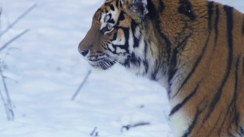 Tiger – Bild: Spiegel TV Wissen