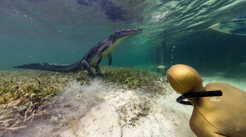 Anna mit einem Krokodil der Gattung „Amerikanisches Salzwasserkrokodil“ in Banco Chinchorro vor der Halbinsel Yucatan (Mexiko). – Bild: ZDF und NDR/​Henning Rütten.