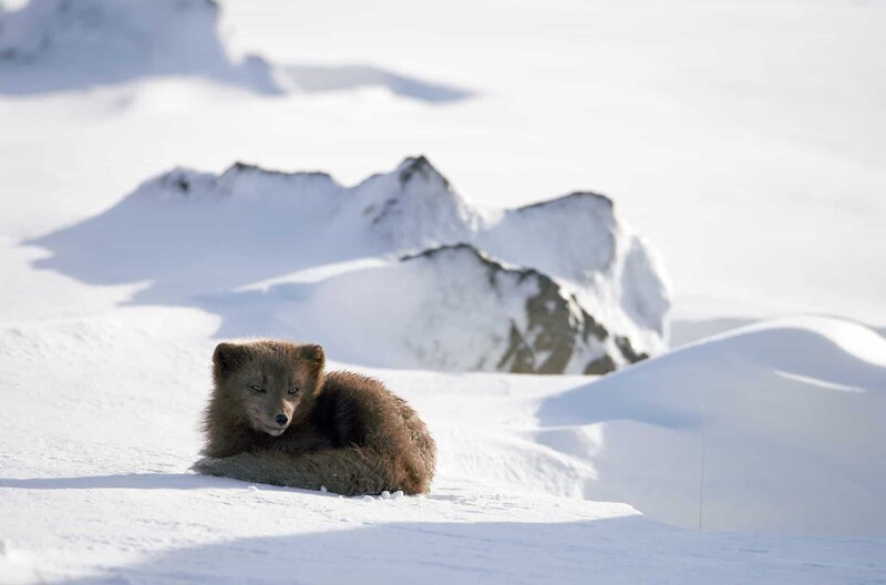 Ein einsamer Polarfuchs durchstreift die Berge auf der Suche nach seiner Gefährtin. – Bild: Maramedia /​ Ein einsamer Polarfuchs durchstreift die Berge auf der Suche nach seiner Gefährtin.