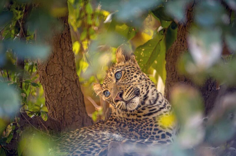 Jungtier Makumbi betrachtet sehnsüchtig den Riss seiner Mutter. – Bild: Into Nature Productions/Will Steenkamp / © Into Nature Productions/Will Steenkamp Jungtier Makumbi betrachtet sehnsüchtig den Riss seiner Mutter. – Bild: Into Nature Productions/Will Steenkamp / © Into Nature Productions/Will Steenkamp