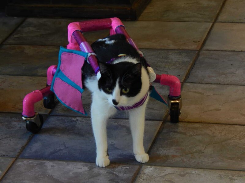 Ziggy in a cart on the tile floor. – Bild: Animal Planet