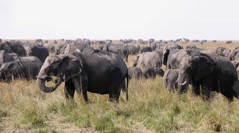 Botsuana ist die Heimat von 130.000 Elefanten, das ist ein Drittel der gesamten Elefantenpopulation Afrikas. Die meisten leben im Norden des Landes, im Einzugsgebiet der Flüsse Chobe, Linyanti, Kwando und Okawango. – Bild: NDR, Doclights, Zorillafilm Grospitz & Westphalen /​ NDR/​Doclights/​Zorillafilm Grospitz & Westphalen