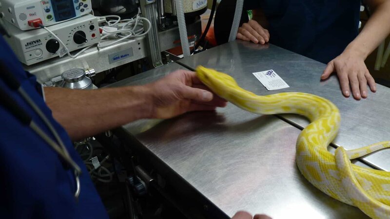 A banana snake on the table in the vet. – Bild: Animal Planet