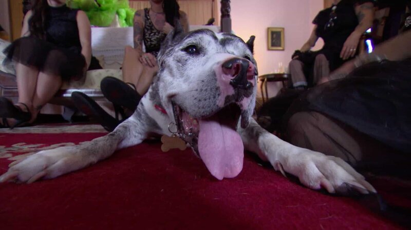 Dog and Moe and Lizzie’s wedding. – Bild: Discovery Communications, LLC