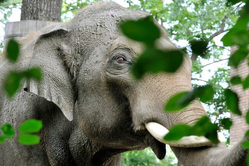 Richtig gut gehen lässt es sich heute Elefantenbulle Victor im Zoo, denn er kommt in den Genuss eines heißen Bades. – Bild: rbb/​Thomas Ernst