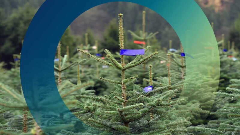 Weihnachtsbäume sind auf einer Plantage zu sehen. Die Weihnachtsbaumerzeuger rechnen mit einem guten Geschäft, weil das Jahr klimatisch gut für das Wachstum der Bäume war. – Bild: ZDF und seidel