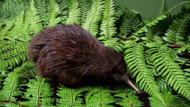 Kiwis eggs are so big to help the chick to develop – Bild: Animal Planet