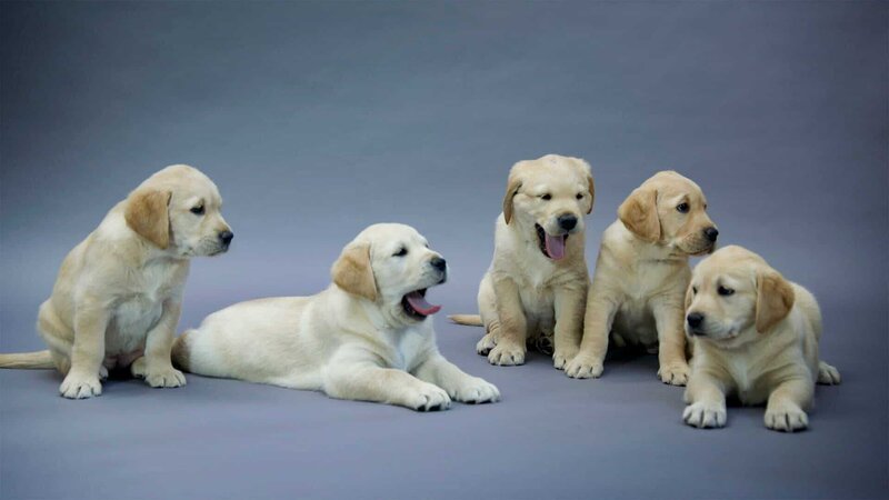 Puppies – Bild: Magnify Media