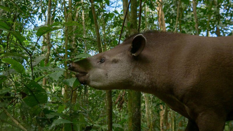 Der Tapir ist der größte Landsäuger in Südamerika und hat, obwohl er Pflanzenfresser ist, das Sagen in seinem Gebiet. – Bild: BILD