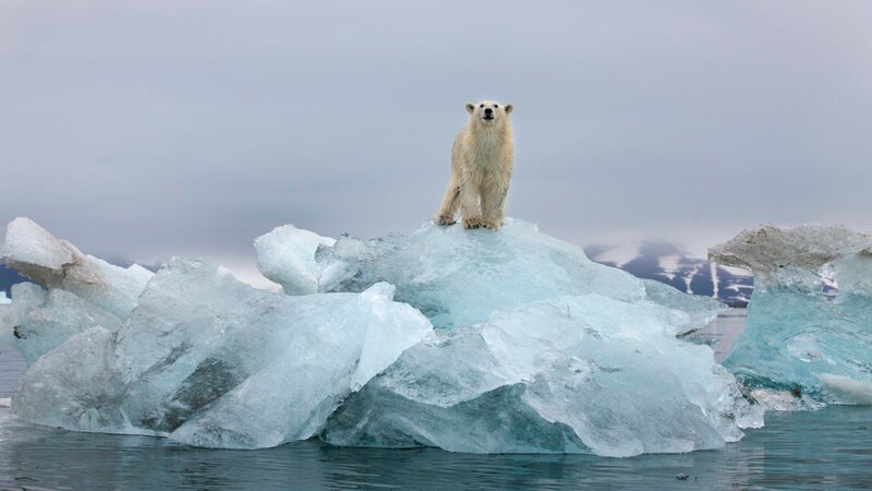 Etwa 40 arktische Tierarten sind aufgrund der Erderwärmung und dem damit verbundenen Rückgang der großen Packeisschichten bedroht. – Bild: BILD