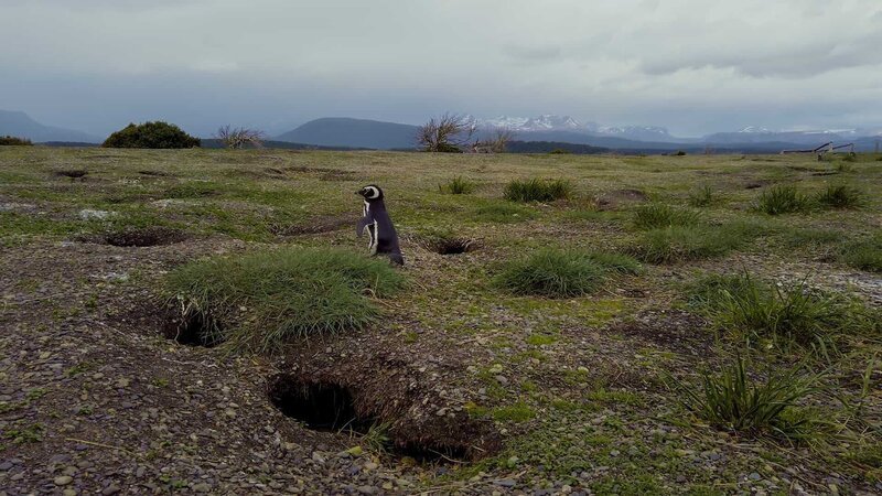 Magellan-Pinguine haben ein Leben lang denselben Partner und nutzen Jahr für Jahr die gleiche Bruthöhle, die in Revierkämpfen verteidigt werden muss. – Bild: WELT