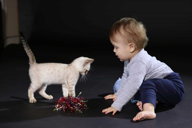 Das Kindchenschema lässt uns sowohl Babys als auch Kätzchen unglaublich süß finden – Bild: Plimsoll Productionss