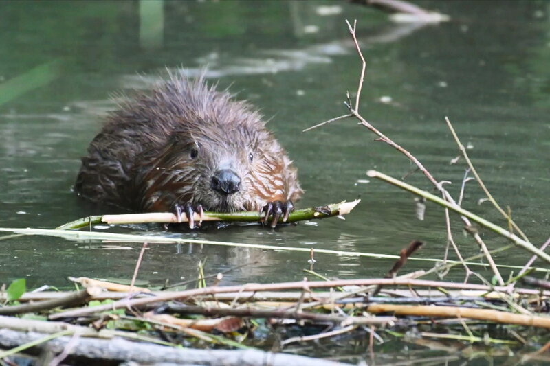 Von Bibern und Menschen – Bild: SRF1