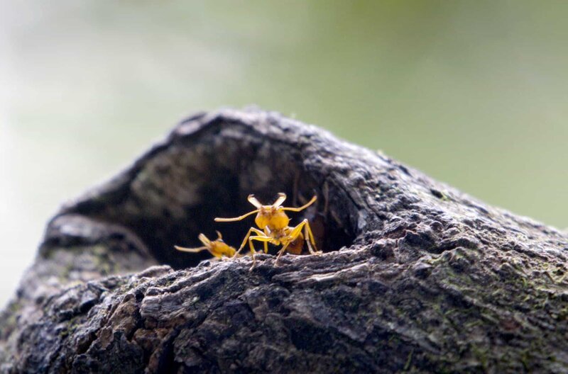 Eine Daceton-Ameise am Eingang ihres Nestes – Bild: Les Films en Vrac /​ © Les Films en Vrac