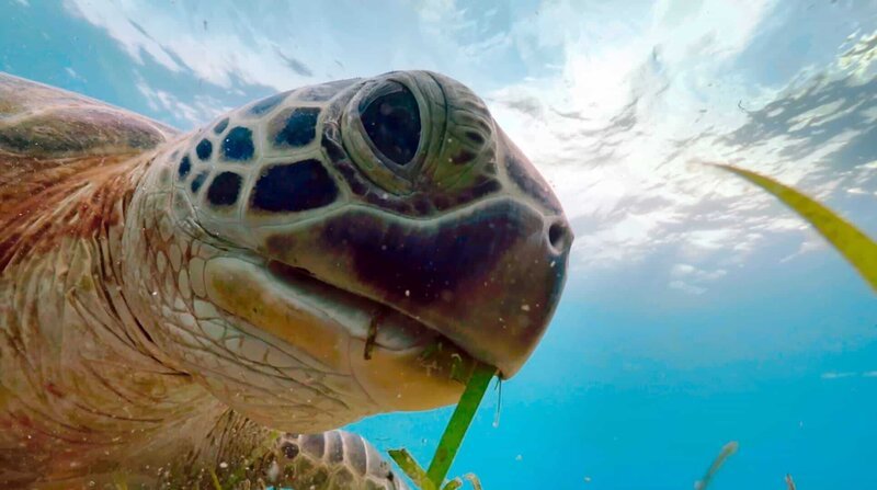 Mit zackigen Hornleisten im Kiefer raspelt die Grüne Meeresschildkröte unentwegt Seegras ab. Pro Tag vertilgt sie bis zu zwei Kilo Gras. – Bild: ZDF und WDR/​BBC NHU/​Lisa Labinjoh.
