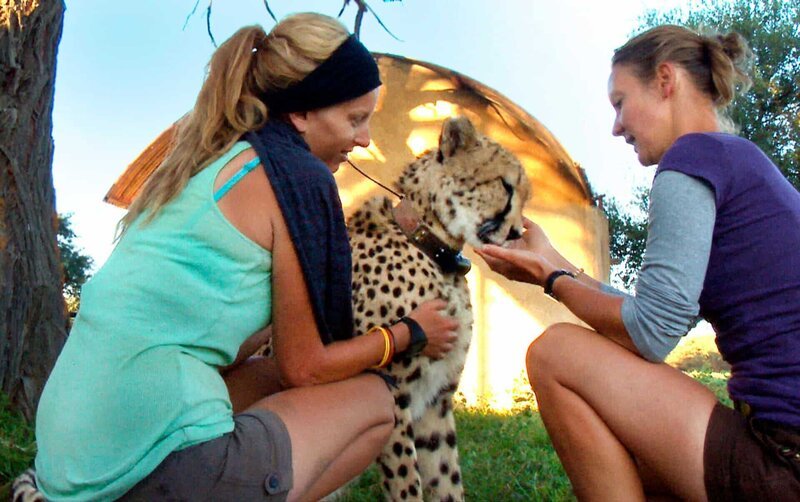 Auch Geparden wollen ihre Streicheleinheiten! – Bild: SWR