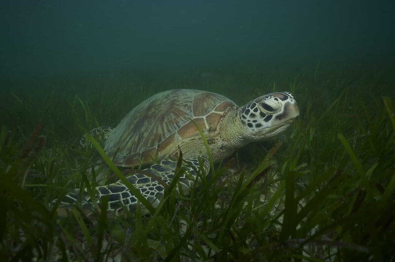 Grüne Meeresschildkröte im Seegras am Großen Barriere Riff. – Bild: 3sat