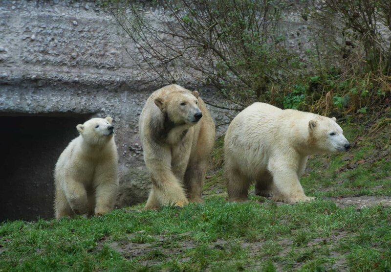 Die Eisbären „Nobby“ (links) und „Nela“ mit ihrer Mutter Giovanna (Mitte) im Tierpark Hellabrunn. – Bild: BR/​Natasha-I. Heuse