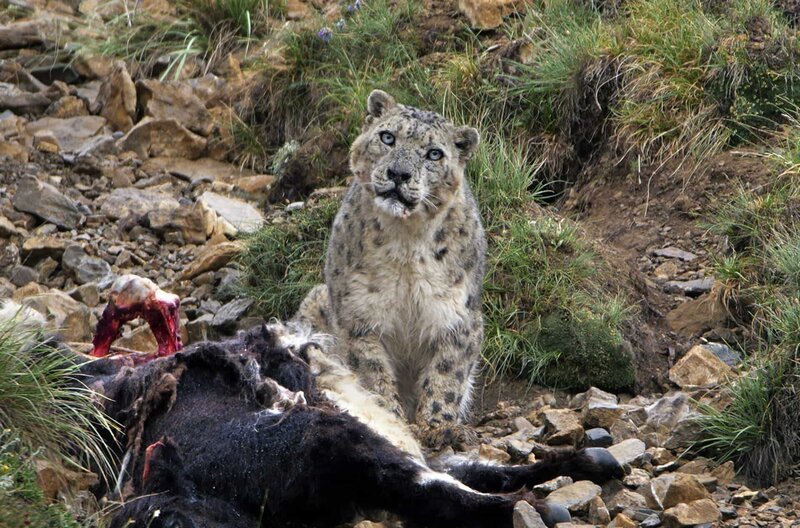 Gefährlicher Jäger: ein Schneeleopard vor dem Kadaver eines Yaks, das er gerade getötet hat – Bild: Bedi Films /​ © Bedi Films